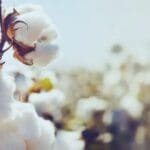 cotton exports