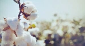 cotton exports