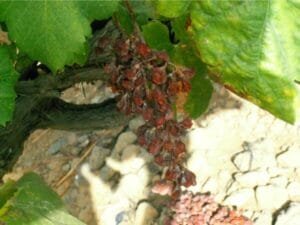 grape farming disrupts