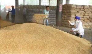 wheat production govt