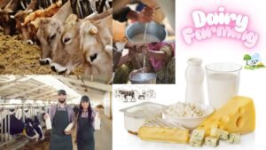 Dairy-Farming