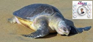 Adani-Group-Olive-Ridley-Turtles