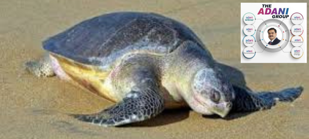 Adani-Group-Olive-Ridley-Turtles